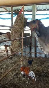 ถุงฟาง ถุงใส่ฟาง ถุงใส่ฟางกันสะบัด ให้วัว ควาย แพะ แกะ กิน ไม่เลอะเทอะ ไม่เปื้อนคอก ไม่หกพื้นแล้วย่ำทิ้งโดยเปล่าประโยชน์ เพื่อให้คอก หรือฟาร์มของเราเป็นระเบียบ น่าอยู่ยิ่งขึ้น คุณสมบัติ ทำจากเชือกอย่างดี ไม่ขาดง่าย อายุการใช้