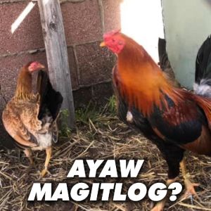 Pit Cobra Pro-egg (Egg Booster) WSP 1 Kilo - Kitang kita ang Ebidensiya sa Dami ng Napisang Itlog!