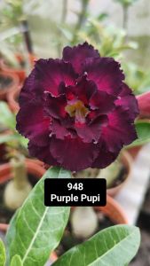 Adenium Obesum Bonsai ID 948 Purple Pupi 富贵花