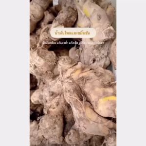 P.S.A.CHEMICALS น้ำมันไพล ขมิ้นชัน ขมิ้นอ้อย ขิง พริก ข่า ผิวมะกรูด บอระเพ็ด (ใช้เป็นส่วนผสม ในการทำน้ำมันนวด)