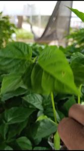 (10 POHON) BIBIT SEMAI CABE RAWIT HIJAU KUALITAS UNGGUL SIAP TANAM