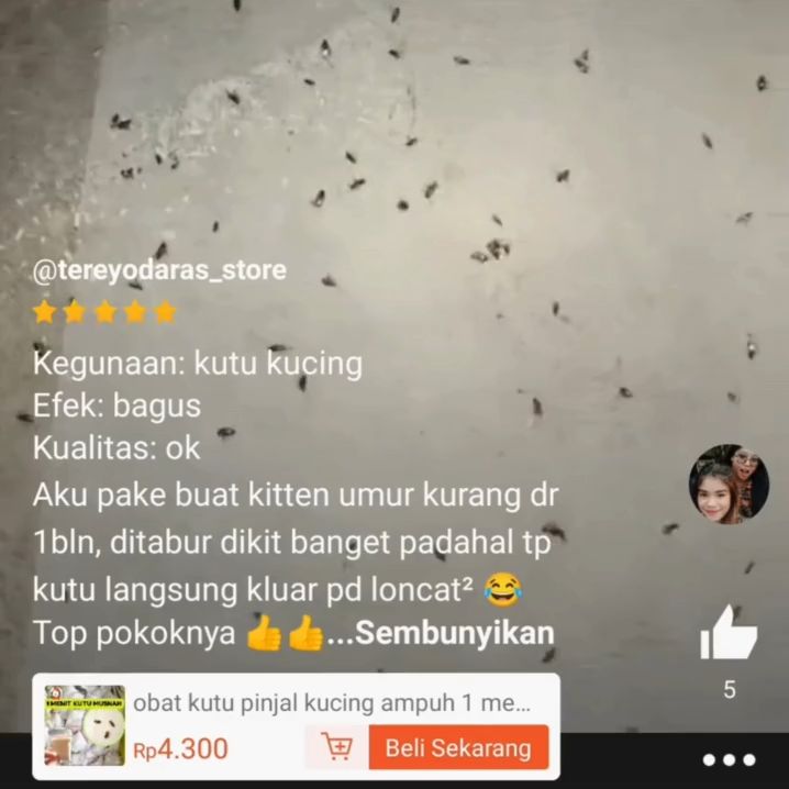 obat kutu kucing tabur paling ampuh