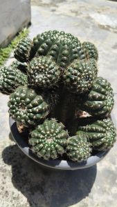 实生多头退刺眩美玉18head Seedling Multihead Parodia Crassigibba Cactus