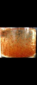 Kutu air (Daphnia Magna) for Betta and Guppy Fish - Live Aquatic Food in Water Container