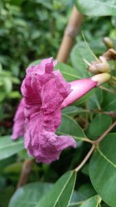 แดงปรีดียาธร กระถาง 11 นิ้ว ต้นใหญ่ และสวย (กทม)