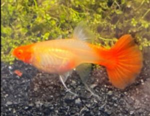 Red head ribbon 1 pair