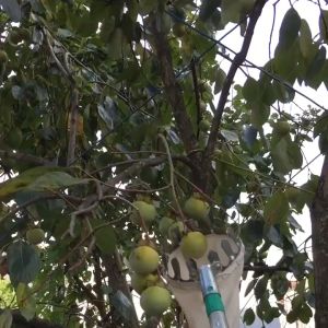 Alat Pemetik Buah Serbaguna Jaring Net Fruit Picker Collection Head