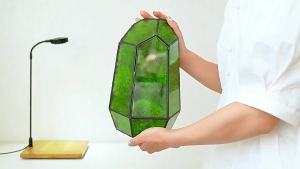 Preserved Fresh Flower Finished Glass Cover Moss Micro Landscape Desktop Landscape Ecological Decoration Gift Cross-Border Wholesale Delivery