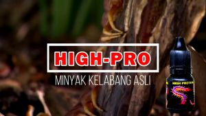 HIGH PRO MINYAK KELABANG PLUS MULTIVITAMIN UNTUK MENAMBAH MENTAL TEMPUR BURUNG MURAI BATU KACER C.IJO
