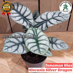Tanaman Hias Alocasia Silver Dragon - Alocasia Silver Dragon