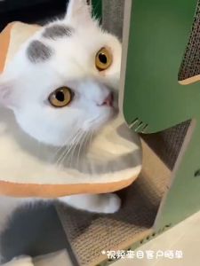 Pet Wonderland Cactus Shape Cat Scratching Cardboard Pet Scratching Post Cat Climbing Tree Pet Toys