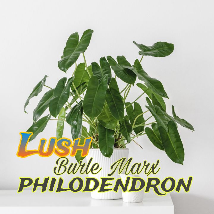 philodendron burle Marx Green Lush climbing plants/ hanging plants | Lazada  PH