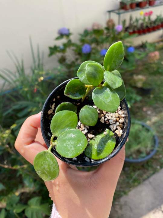 Peperomia hope เปเปอร์โรเมียโฮป
