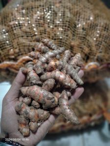 KUNYITKUNIRKONENG MURAH 1KG