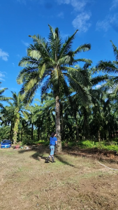 Sabit Sawit BULAN/ Pisau Sawit BULAN/ [CAP BARU][2 PILIHAN SAIZ][TAJAM][PISAU SAHAJA]]