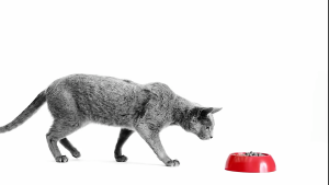 ROYAL CANIN VETERINARY SKIN & COAT DRY CAT FOOD (100% ORIGINAL READY STOCK FAST SHIPPING)