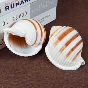 Natural Large Wave Snail Shell Home Decoration Ornaments Hermit Crab Shell Aquarium Scenery Shell Specimen Creative Home Decor