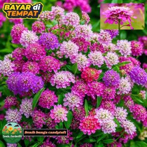 50 BUTIR BIJI/BENIH BUNGA CANDYTUFT MIXED