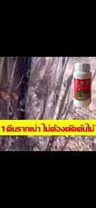 💥1ขวดเท่ากับ50ขวด💥ยาฆ่าต้นไม้ อัพเกรดสูตรใ200ml ยาฆ่าตอต้นไม้ เข้มข้นมาก 1หยดฆ้าต้นไม้ตาย ยากำจัดต้นไม้ ตรงไปที่ราก รากเน่ารากตาย ผลติดทนนาน 100%ได้ผล ไม่เป็นอันตรายต่อดิน บอกลาการตัดต้นไม้ด้วยตนเอง ผงฆ่าต้นไม้ ผงกำจัดต้นไม้ ยาฆ่าไม้ไผ่ สารกำจัดก่อไผ่