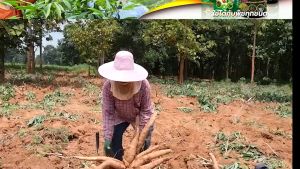 บีออแกนิกพลัส B-Organic Plus อาหารเสริมพืช 3 ขวด