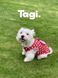 Tagi. Pet Cooling Vest