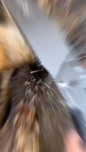 Gergaji Bengkok Kayu & Gergaji Tangan Ranting Kayu: Gergaji Dahan Bahan Besi Baja Kuat 50cm