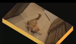 Terlaris Senter Jarak Jauh Presentasi Laser Pointer Modern Senter Rechargeable Elegan Laser Merah Dan Biru - Lazada