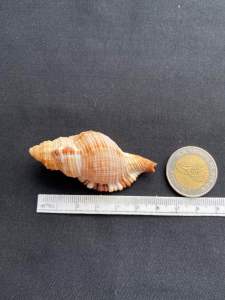 brown snail shell เปลือกหอยทากสีน้ำตาล mao luo