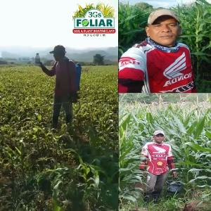 3Gs Japan Super Foliar Plant Booster Gold for Plant Vegetable & Rice | Red & Green Cap 1 Liter