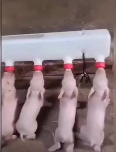 Piglet feeding device piglet nursing mother machine animal feeding bottle calf feed