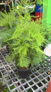 #โปร่งฟ้า (Asparagus Fern / Plumosa Fern) โปร่งฟ้า (Asparagus Fern / Plumosa Fern) ชื่อวิทยาศาสตร์ : Asparagus setaceus โปร่งฟ้า มีถิ่นกำเนิดทางแอฟริกาใต้ ลำต้นและใบมีความอ่อนช้อยงดงามยิ่งนัก ถ้าปล่อยให้เจริญเติบโตเต็มที่บางต้นอาจสูงได้ถึง 3 เมตร ใบ : ส