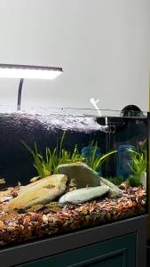 Acrylic Clear Aquarium Fish Tank Water Pump Filter Water Outlet Nozzle Increasing Oxygen Air Aquarium Accessories