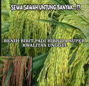 BENIH BIBIT PADI HIBRIDA SUPER KUALITAS UNNGUL KEMASAN 1KG