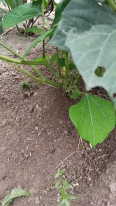 1 kg Bengkuang / Bengkoang Segar / Bangkoang Mentah
