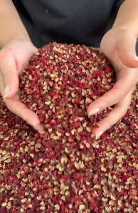 Xuyên tiêu đỏ hoa tiêu Tứ Xuyên cay tê gia vị lẩu làm gà ủ muối thơm ngon chuẩn vị