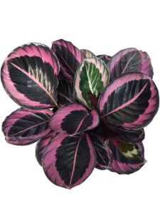 【FAST SHIPPING】 Calathea Roseopicta (Purple)  Plant Live -  Indoor Plant