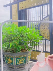 Bộ áo cộc chéo quần dài BENTY in hình mèo BT106 chất liệu thấm hút mồ hôi lý tưởng cho bé ngủ điều hòa