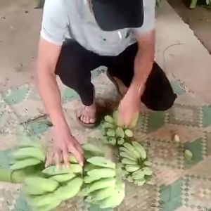 Dao cắt trái cây - ra chuối siêu sắc 0 0 0