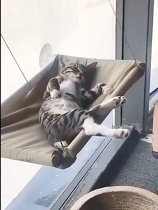 เปลแมวติดกระจก ขนาด 55x35 ซม. รับน้ำหนัก 15kg