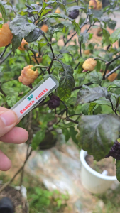 🌶พริกแคโรไลน่า รีพเปอร์ สีชมพู (Carolina Reaper Pink)สายพันธุ์นำเข้า