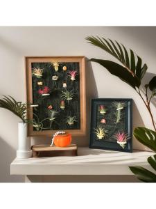 รูปภาพพืชมลพันธุ์ในกรอบสี่เหลี่ยมขนาด 6 นิ้ว ดึงดูดแม่เหล็ก สไตล์ย้อนยุค หรูหรา ความรู้สึกไฮเอนด์ ที่วางในบ้าน วัสดุ MDF