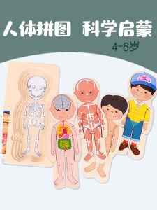 Early Education Human Organ Puzzle Experiment Teaching Aids Kindergarten Large Class Brain Development Toys Middle Class Science Area Materials