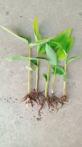 combo 5 cây dong ta dong trắng giống