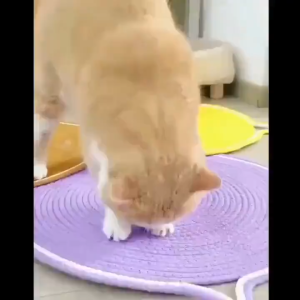 Cat Scratch Mat Claw Scrapers For Cats Grinding Nail Pad Cotton Rope Cat Scratching Post Mat