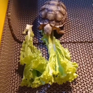 Keset Roll custom S-Type jaring anti slip uk 40x60 bisa untuk alas kandang reptil / hewan lain