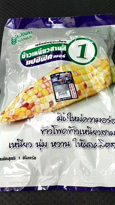 ข้าวโพดสามสี 1 กิโลกรัม หมดอายุ 15/03/2569 ลอตใหม่ งอกดี ข้าวโพด สามสี ขาว เหลือง ม่วง แปซิฟิค ข้าวโพดหวาน ลูกผสม ฝักใหญ่ หวานเหนียวนุ่ม อร่อย