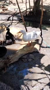 duck fertile eggs mix color breed line- white campbell crested duck etc 10pcs +1