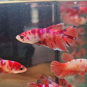 CANDY NEMO BETTA FISH / RANDOM PICK / IKAN LAGA