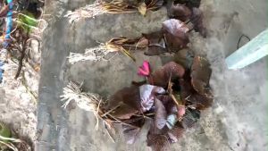 Hoa súng mỹ màu đỏ. 1 BỤI LỚN NHIỀU THÂN 25K