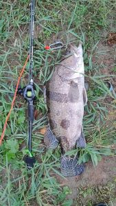 รอกหยดน้ำ รอกเบส รอกเบทรอ แรงลาก 9 กก รอกเบสตีไกลๆ โลหะ 7.0:1 N+1 ลอกเบสตกปลา รอกหยดน้ำ น้ำจืด ตกปลาทะเล รอกตกปลา รอกเบ็ดตกปลา รอก รอกเบส ที่จับขวา - Lazada